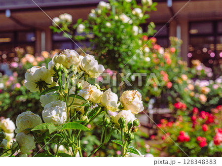 めぬま道の駅 バラ園薔薇の花3ー77 めぬま道の駅 バラ園薔薇の花3ー77 128348383