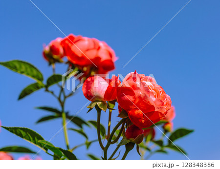 めぬま道の駅　バラ園薔薇の花3ー80 128348386