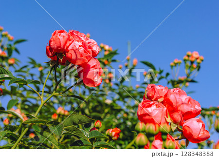めぬま道の駅　バラ園薔薇の花3ー82 128348388