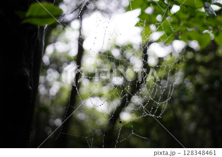 Dew Covered Spiderweb in Lush Green Forest at Morning Light 128348461