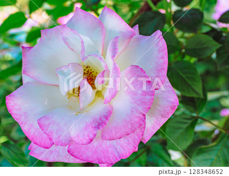 めぬま道の駅 バラ園薔薇の花3ー2 めぬま道の駅 バラ園薔薇の花3ー2 128348652