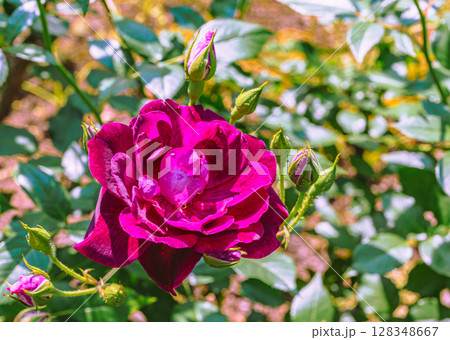めぬま道の駅　バラ園薔薇の花3ー24 128348667