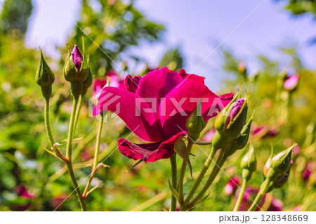 めぬま道の駅　バラ園薔薇の花3ー26 128348669