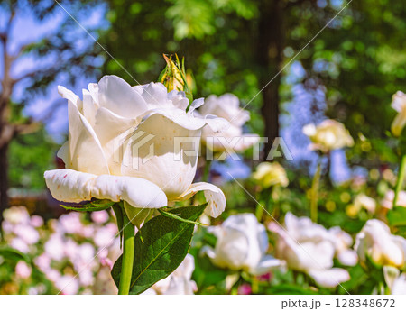 めぬま道の駅　バラ園薔薇の花3ー29 128348672