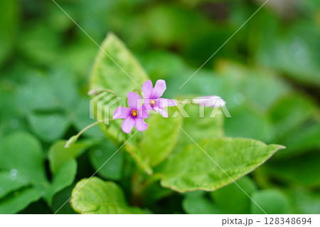 Delicate Purple Flowers Blooming Among Lush Green Leaves Delicate Purple Flowers Blooming Among Lush Green Leaves 128348694