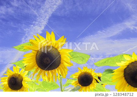 青空に映えるヒマワリ 128348712