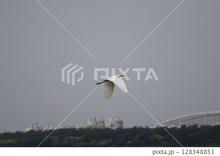白い翼のアオサギの飛ぶ風景 128348851