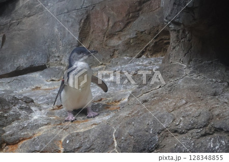コガタペンギンのいる動物園の風景 128348855
