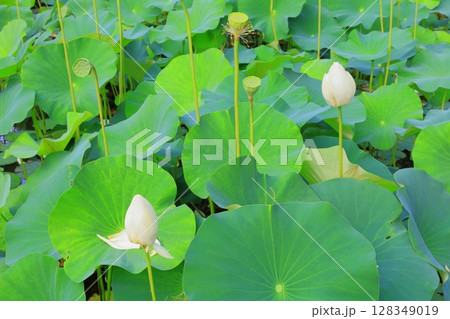 天平の丘公園 ハス池 128349019