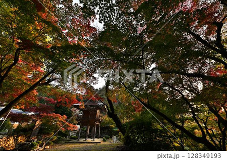 紅葉したもみじ 紅葉したもみじ 128349193