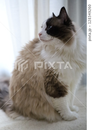 見上げる猫 128349260