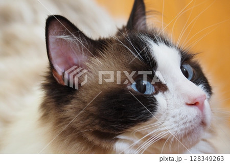 見つめる猫 見つめる猫 128349263