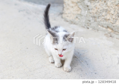 Small street kitten white with gray spot Small street kitten white with gray spot 128349418