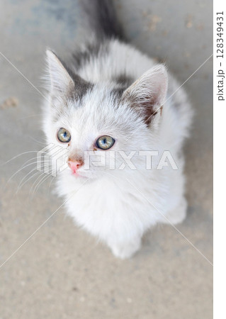 Small street kitten white with gray spot 128349431