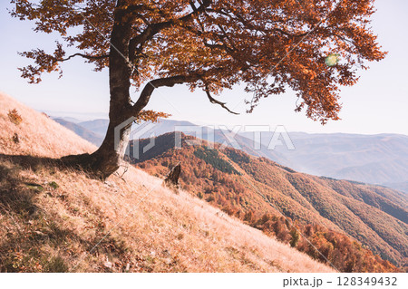 Old orange beech tree above autumn hills in mountainous terrain 128349432