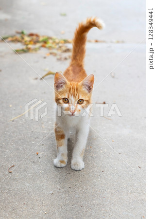 Small stray kitten, ginger and white on the street Small stray kitten, ginger and white on the street 128349441