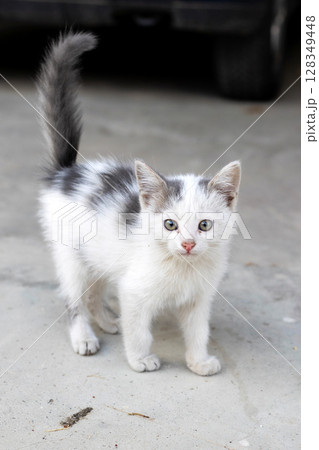 Small street kitten white with gray spot 128349448