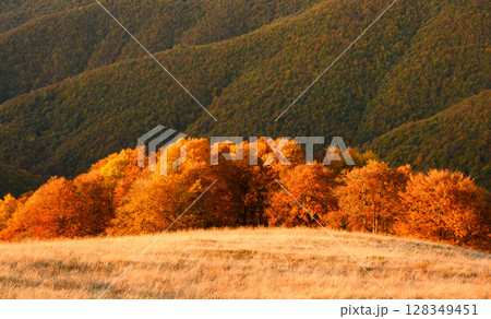 Setting sun illuminates red-leaved beech trees across autumn mountain slopes 128349451