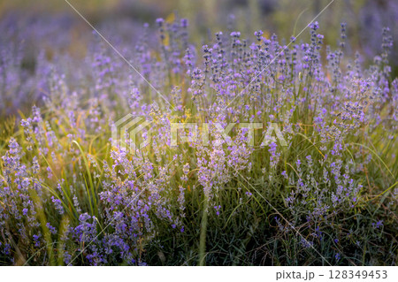 Purple lavender field close-up 128349453