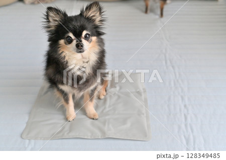 ペット用クールマットで涼む愛犬 チワワ 夏素材 ペット用クールマットで涼む愛犬 チワワ 夏素材 128349485