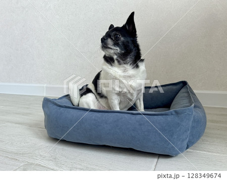 Chihuahua is the smallest black and white dog in the world. High quality photo 128349674