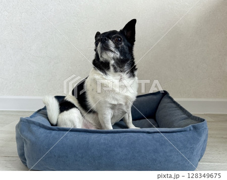 Chihuahua is the smallest black and white dog in the world. High quality photo Chihuahua is the smallest black and white dog in the world. High quality photo 128349675