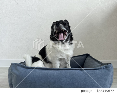 Chihuahua is the smallest black and white dog in the world. High quality photo 128349677