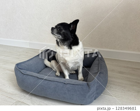 Chihuahua is the smallest black and white dog in the world. High quality photo Chihuahua is the smallest black and white dog in the world. High quality photo 128349681