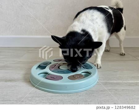 Chihuahua is the smallest black and white dog in the world. High quality photo Chihuahua is the smallest black and white dog in the world. High quality photo 128349682