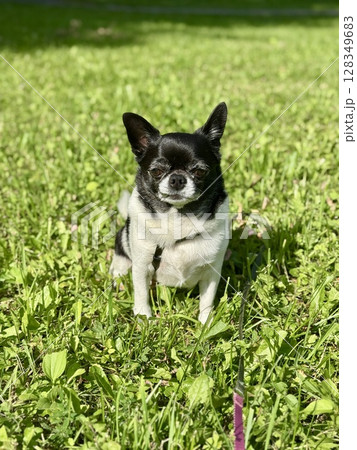 Chihuahua is the smallest black and white dog in the world for a walk in summer. High quality photo 128349683