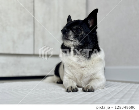 Chihuahua is the smallest black and white dog in the world. High quality photo 128349690
