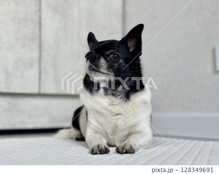 Chihuahua is the smallest black and white dog in the world. High quality photo 128349691