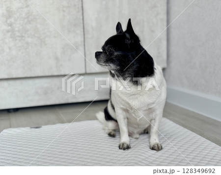 Chihuahua is the smallest black and white dog in the world. High quality photo Chihuahua is the smallest black and white dog in the world. High quality photo 128349692