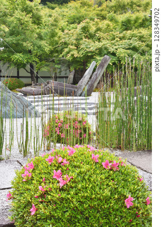 圓光寺のツツジ 128349702