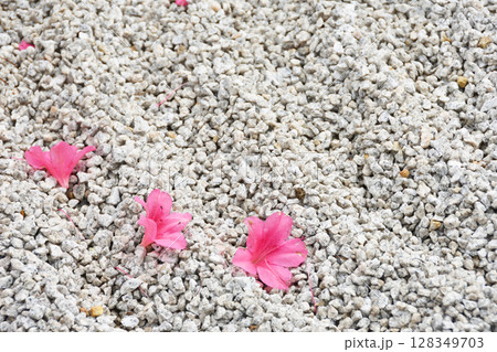 圓光寺の奔龍庭 128349703