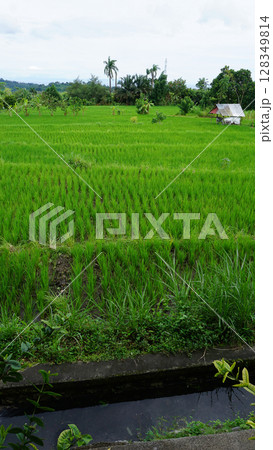 A wide valley covered with rice terraces and rice paddies and a distant volcano under a blue sky in Bali. 128349814