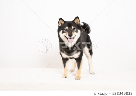 白バックで微笑む豆柴のシェリ 白バックで微笑む豆柴のシェリ 128349832