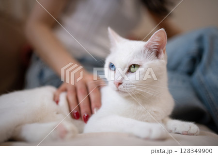 自宅で寛ぐ白い猫と飼い主の女性 128349900
