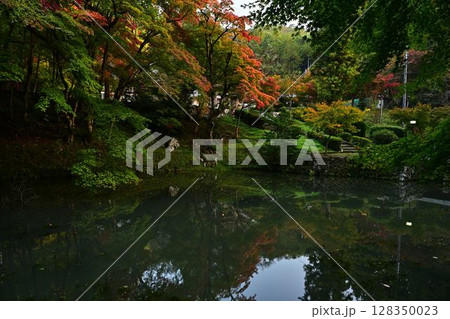 池に映る紅葉 128350023