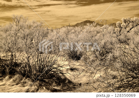 Sonora Desert Arizona in Infrared 128350069
