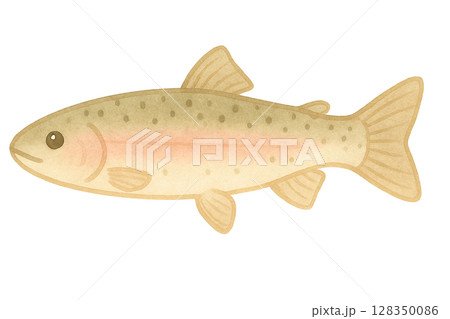 【川魚】ニジマスのイラスト 128350086