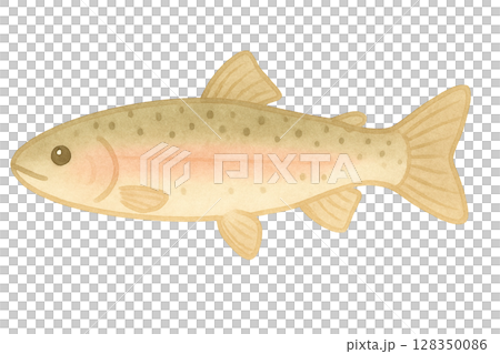【川魚】ニジマスのイラスト 128350086