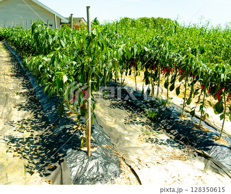 Red pepper grows in the garden, nature. Red pepper grows in the garden, nature. 128350615