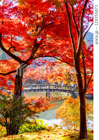 永観堂　紅葉　京都 128350871