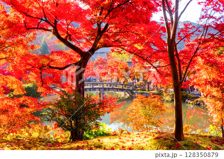 紅葉の永観堂 京都 紅葉の永観堂 京都 128350879