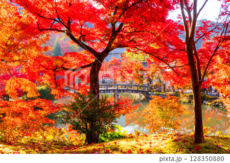 紅葉の永観堂　京都 128350880