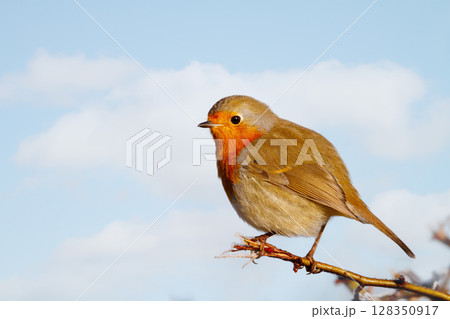 Portrait of European robin perched on a tree branch Portrait of European robin perched on a tree branch 128350917