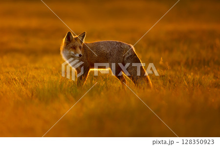 Red fox walking in a meadow during a golden sunset 128350923