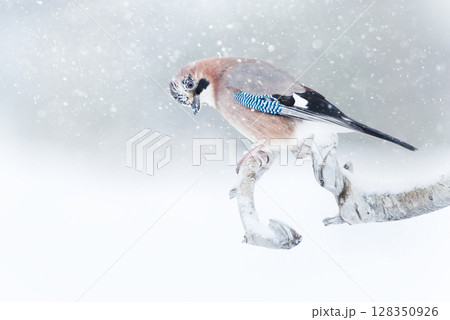 Eurasian jay perched on a tree branch in the falling snow 128350926
