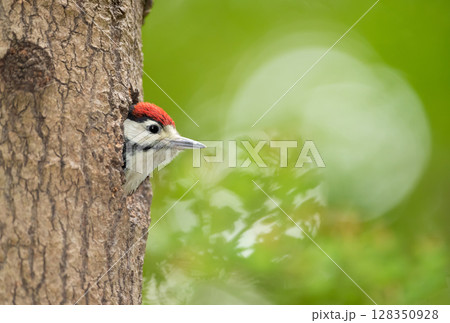 Great spotted woodpecker chick sitting in a tree hole in spring Great spotted woodpecker chick sitting in a tree hole in spring 128350928
